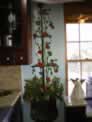 Kitchen Tomato Tree Wall Art